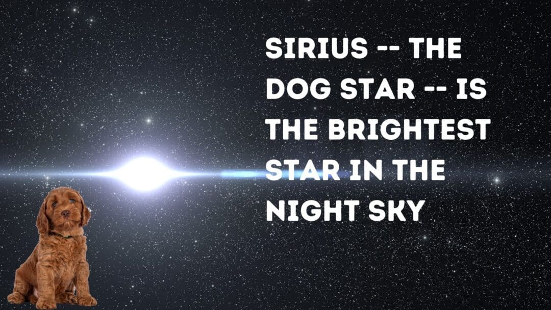 Star Names For Dogs