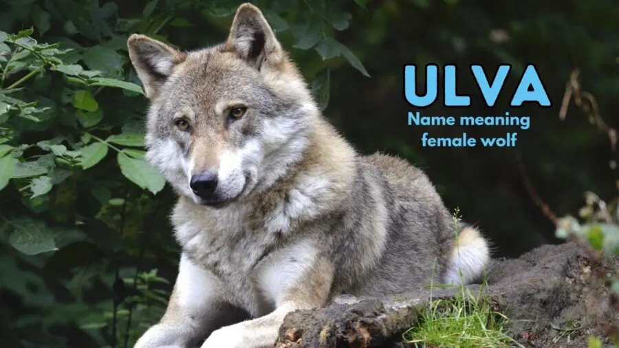 Ulva - Old English origin, meaning "female wolf."