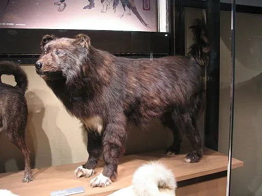 Photo of Jiro, one of two surviving dogs of an Antarctica expedition. His body is now preserved at at the Museum of Nature and Human Activities in Hyogo, Japan.