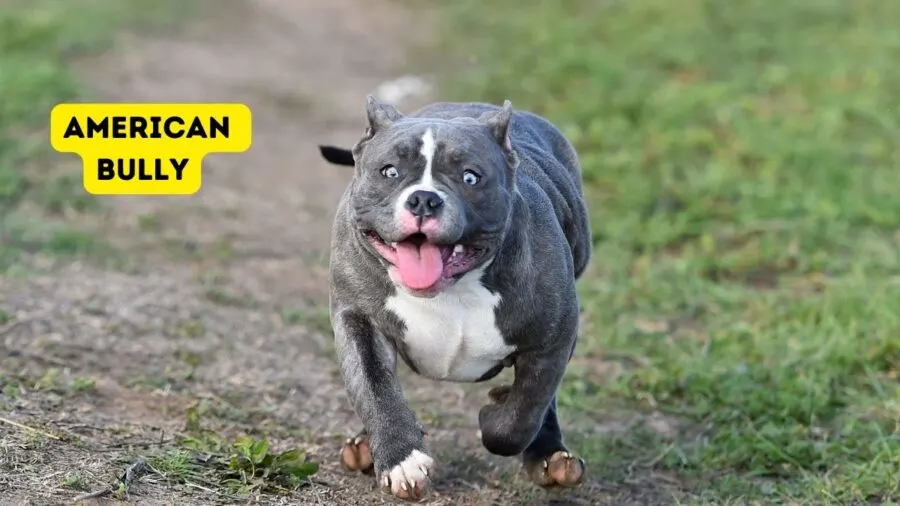 American Bully