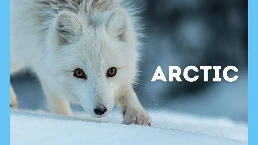 image of Arctic fox