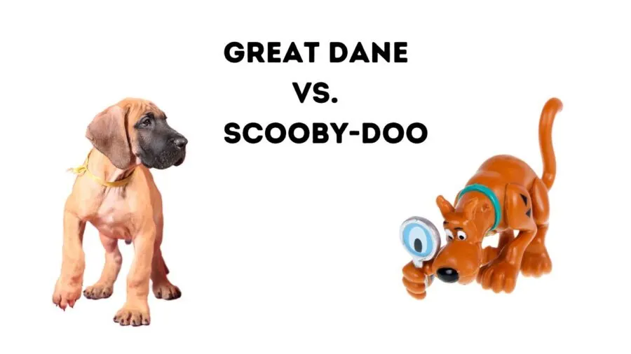 Great Dane Vs. Scooby-Doo--how are they alike? Image of Great Dane puppy and Scooby Doo children's toy