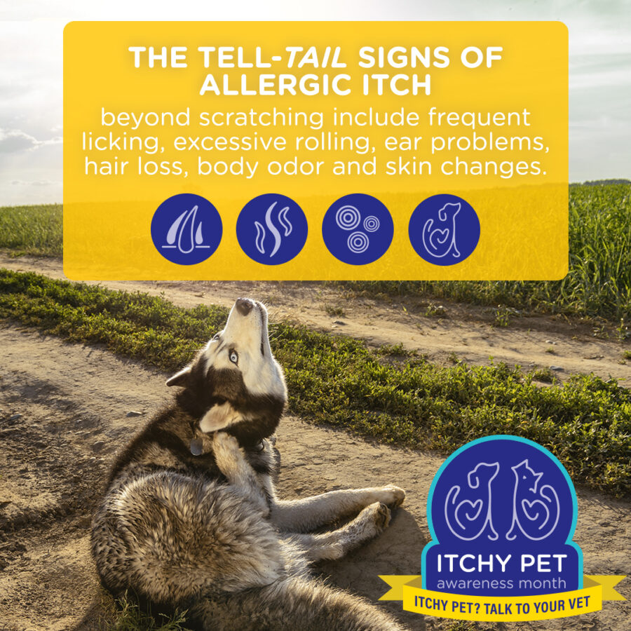 Signs of allergic itch in dogs