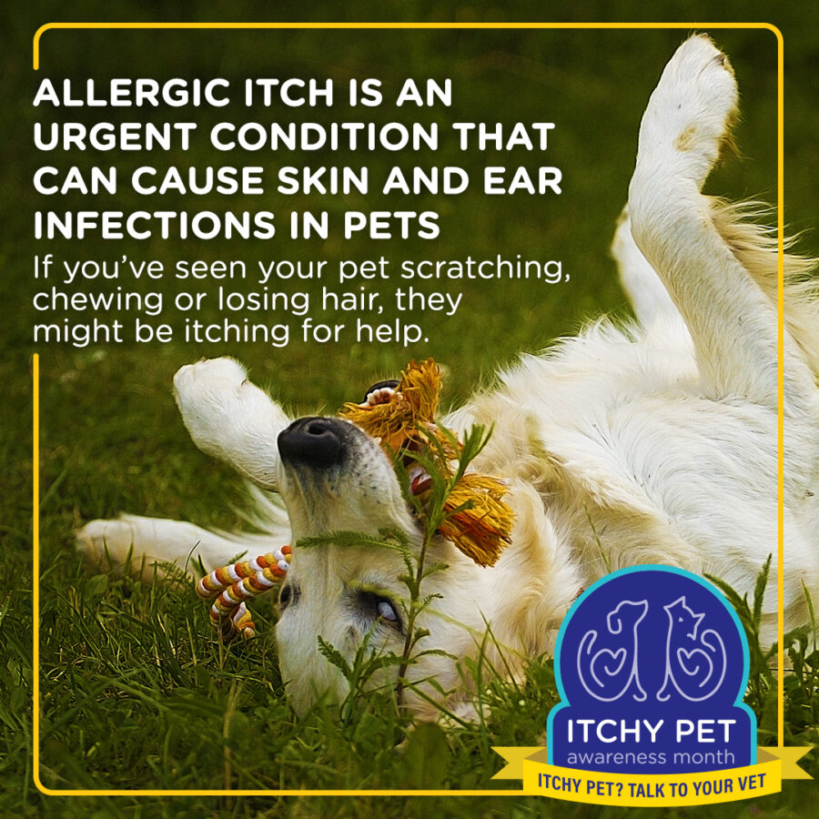what is allergic itch in dogs