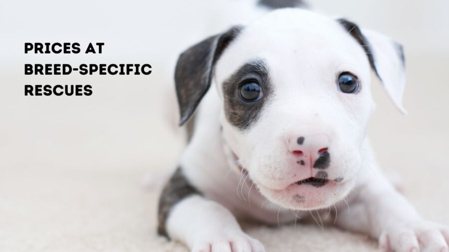 white and gray pit bull puppy