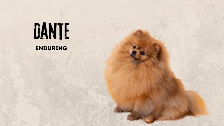 Dante -- emo dog name meaning enduring. Image of pomeranian dog on tan background
