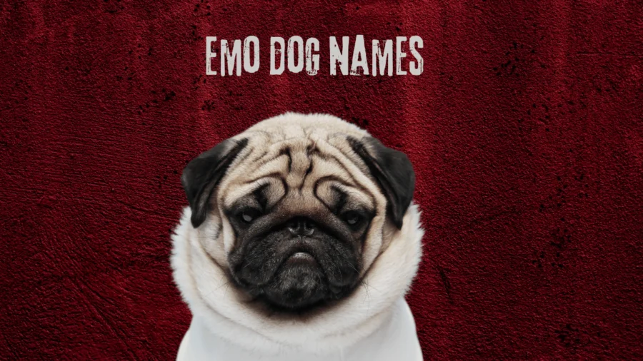 Emo Dog Names - image of pug on crimson background