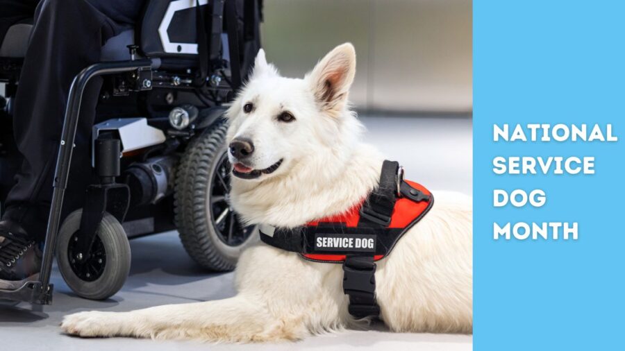 white shepherd with service dog vest beside wheelchair