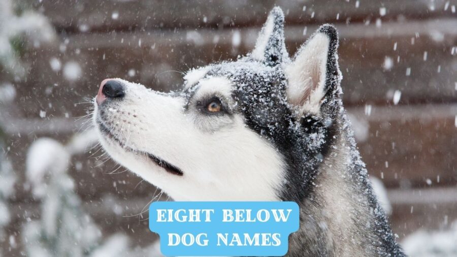 Image of Siberian Husky in the snow