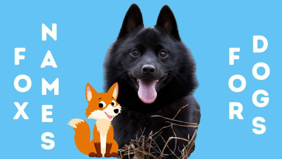 Fox names for dogs--image of black fox-like Schipperke and cartoon fox