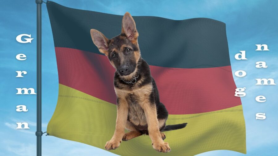 image of German Shepherd puppy on background of German flag