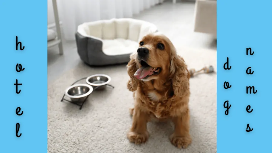 hotel names for dogs featured image; photo shows dog in hotel room beside hotel bed