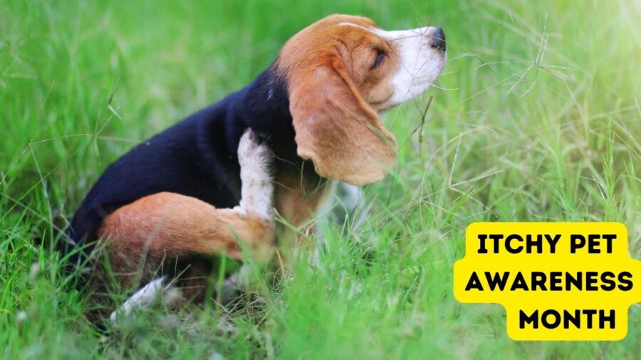 Itchy Pet Awareness Month - photo of beagle scratching