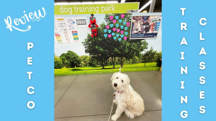 review of Petco training classes; photo of white doodle mix in Petco training facility