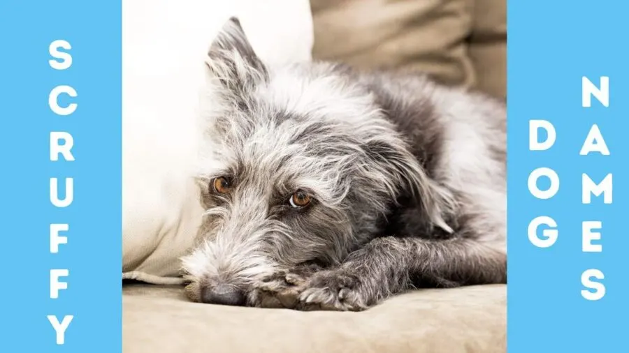 Scruffy Dog Names with image of gray scruffy terrier looking at camera