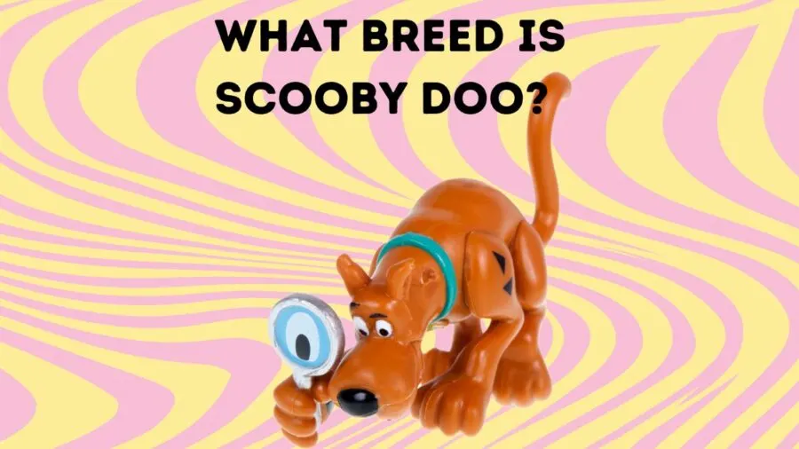 What Breed is Scooby Doo? image of cartoon character Scooby Doo as children's play figurine