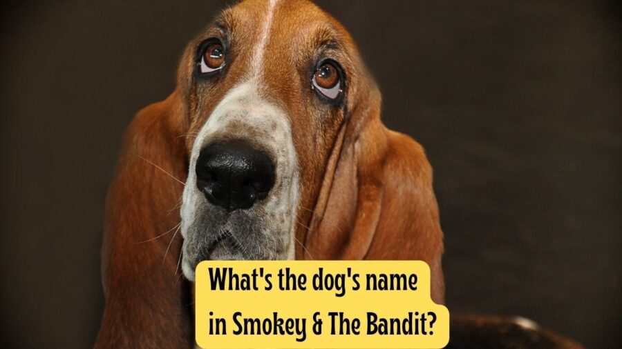 image of Basset Hound