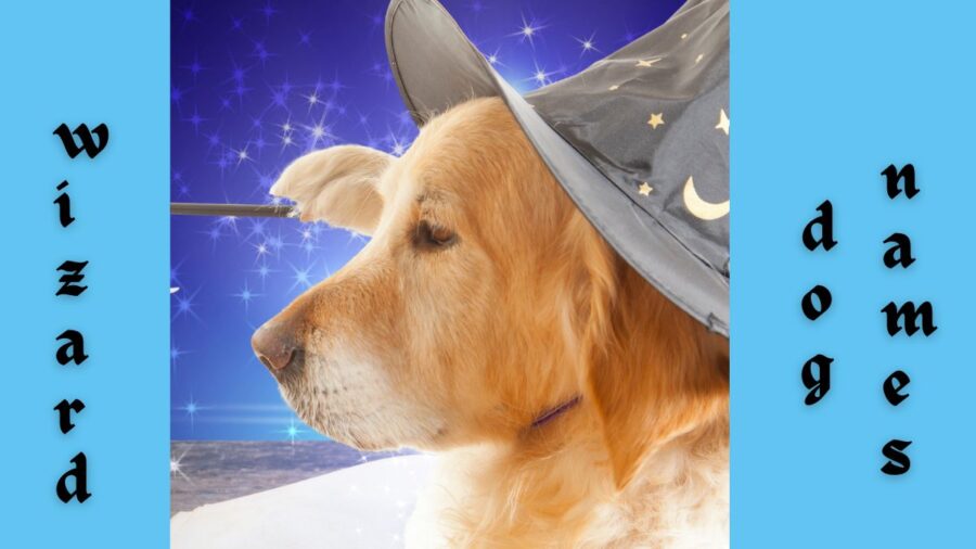 Wizard Names for dogs -- image of dog holding wand and wearing wizard hat