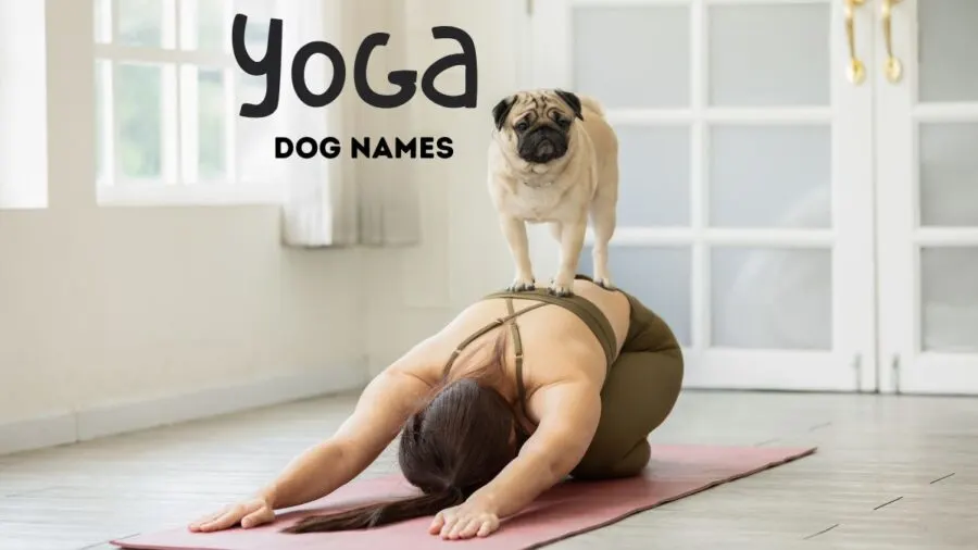 Pug standing on back of woman doing yoga