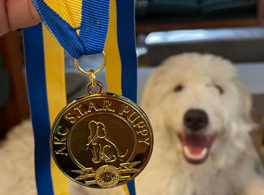 puppy with AKC Star Puppy medallion