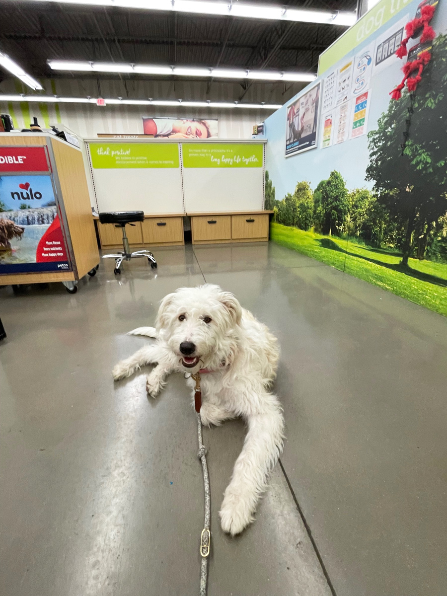 dog in Petco training room