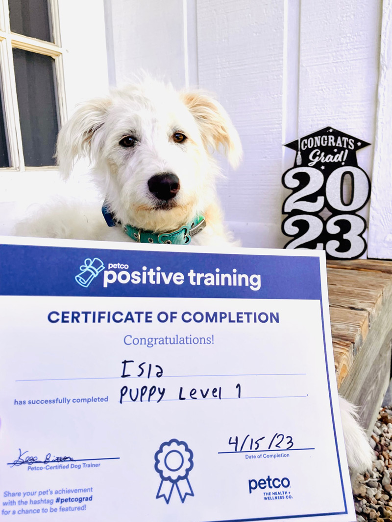 puppy with Petco diploma after graduating from puppy training class
