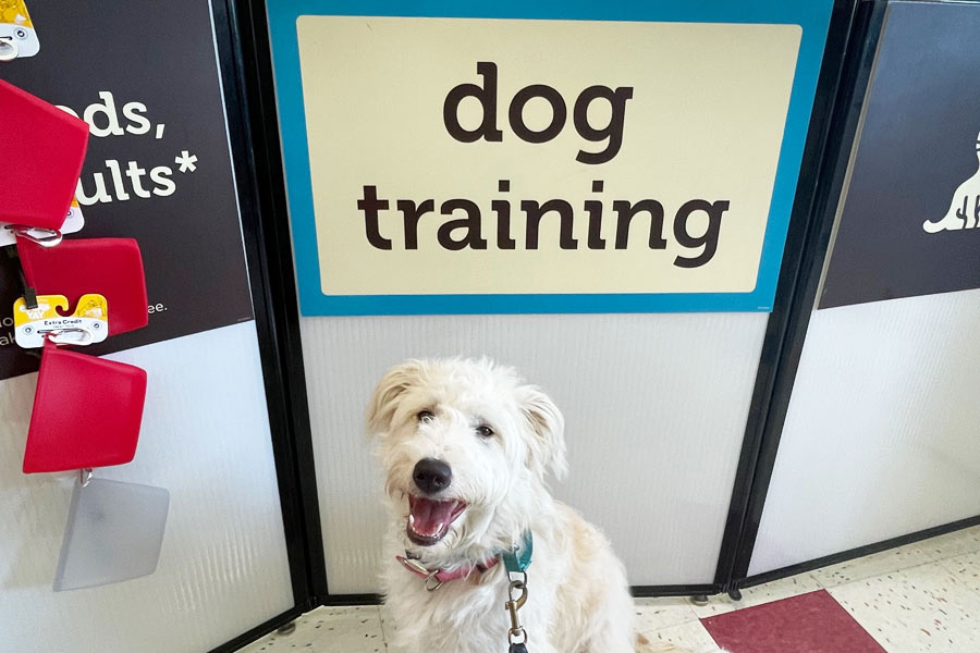 puppy standing in front of dog training sign at Petco store