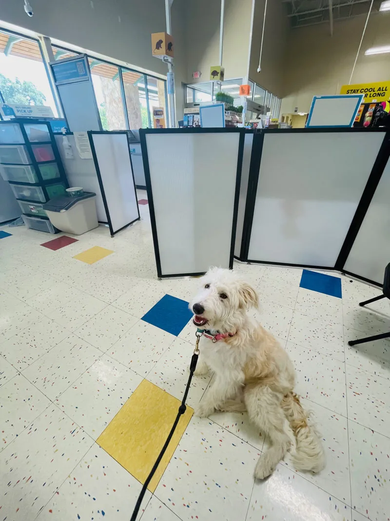 half wall separating puppy training area from Petco store