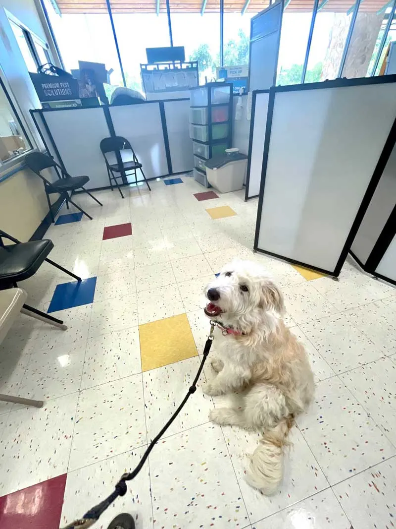 puppy training area at Petco