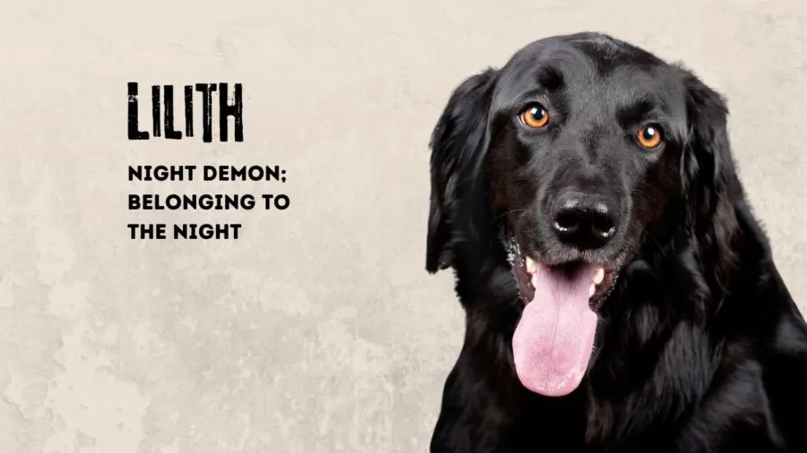 Lilith - name meaning night demond; image of black labrador retriever on tan background