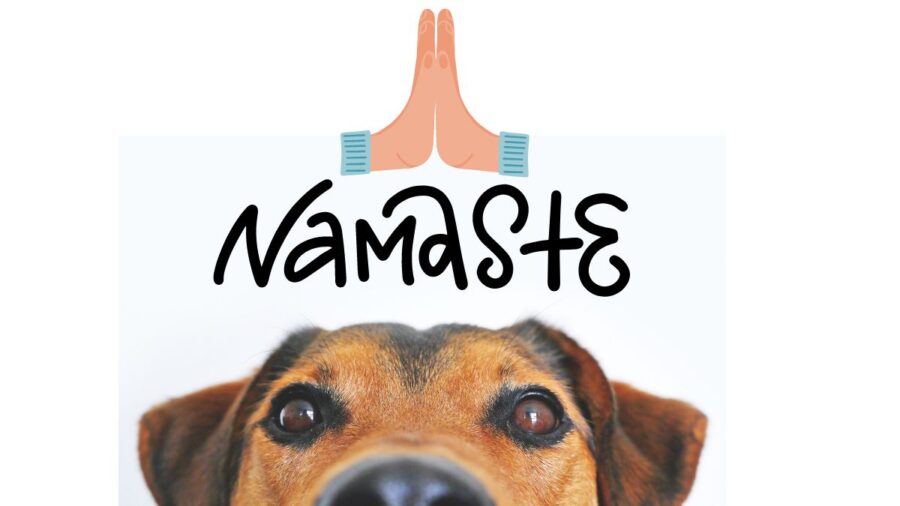 Namaste as dog name; photo of dog with Namaste greeting gesture