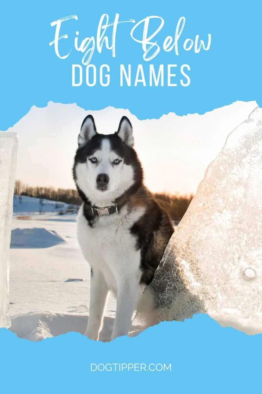 Photo of Siberian Husky for post on the dog names of the Eight Below movie