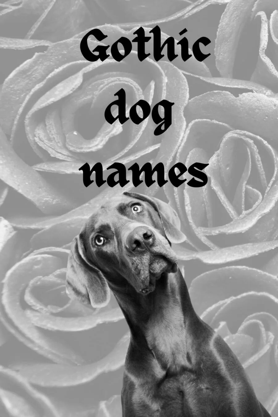Gothic dog names - image of gray dog on background of black roses