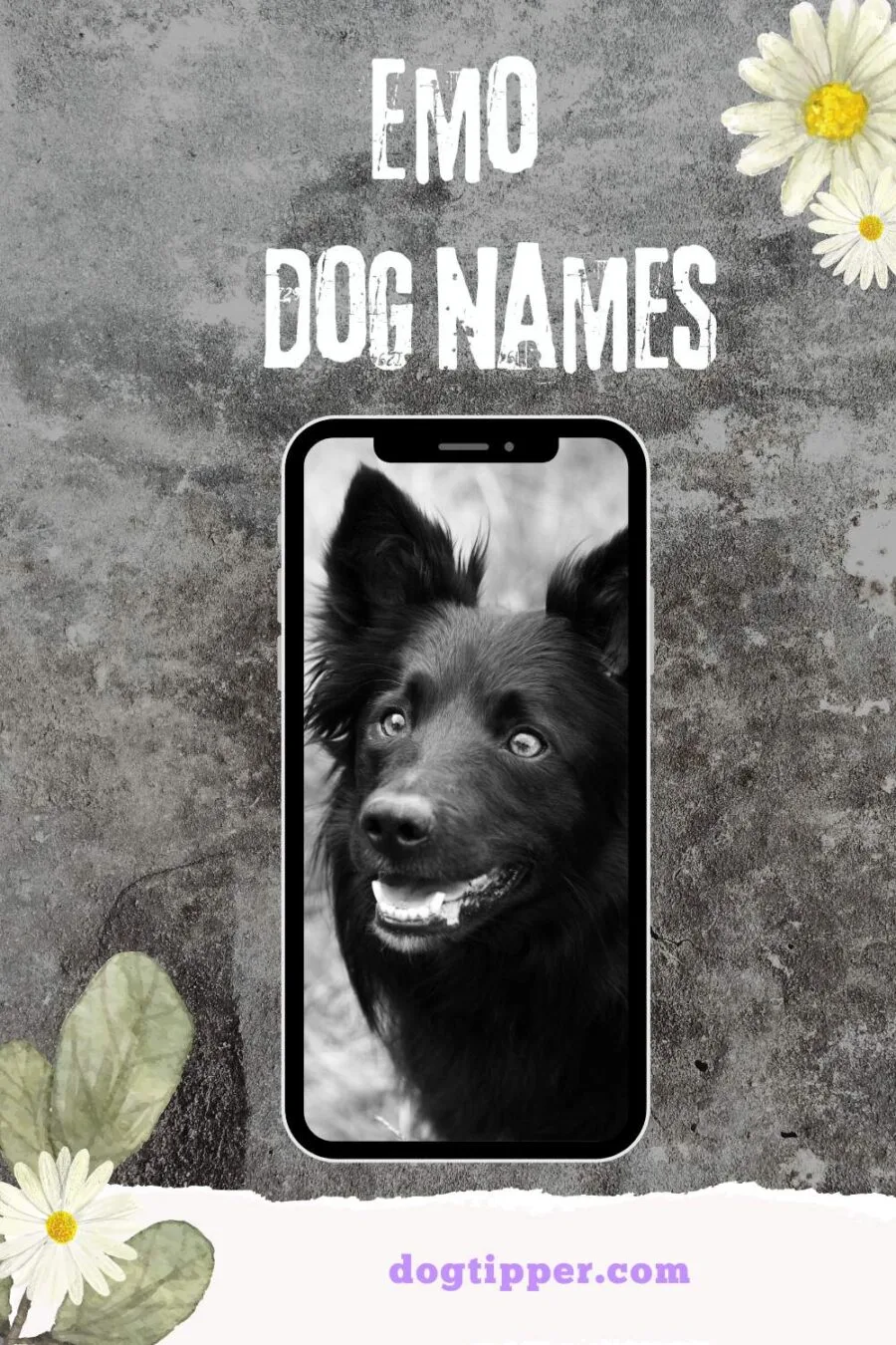 Emo dog names -- image of black Welsh collie on grunge background