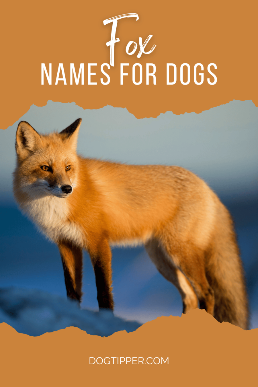 Image of fox on Pinterest pin about Fox names for dogs