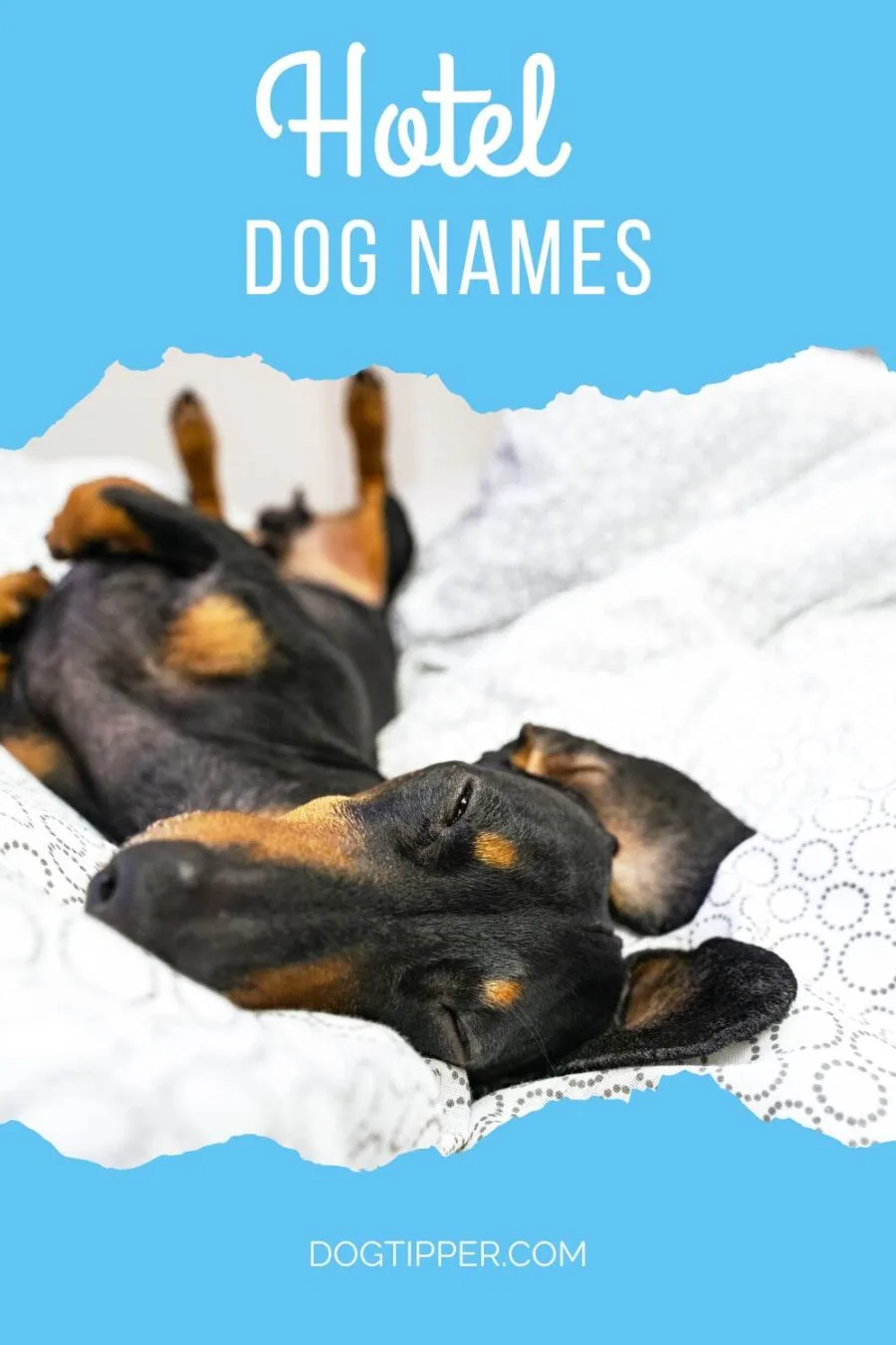 Pinterest pin for Hotel names for dogs showing black and tan dachshund sleeping on hotel bed