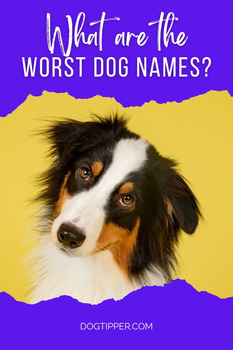 image of Australian Shepherd tilting head on graphic about the Worst Dog Names