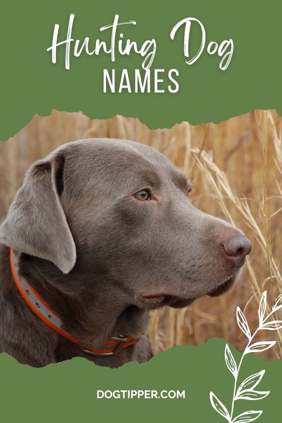 Hunting Dog Names for Hunting Breeds and Sporting Dogs