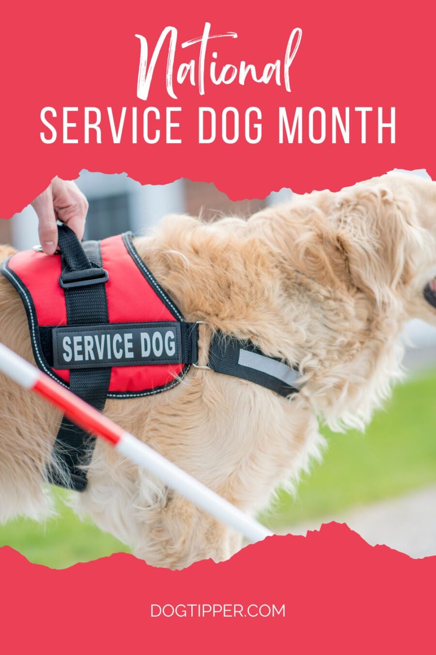 National Service Dog Month -- Explore the differences between service dogs, therapy dogs and emotional support dogs