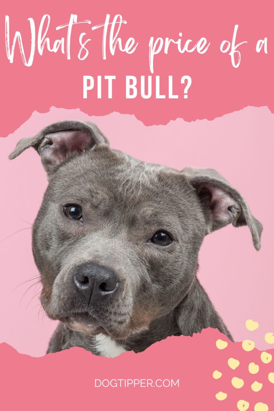 pit bull price comparing shelter, rescue and breeder; photo shows silver pit bull
