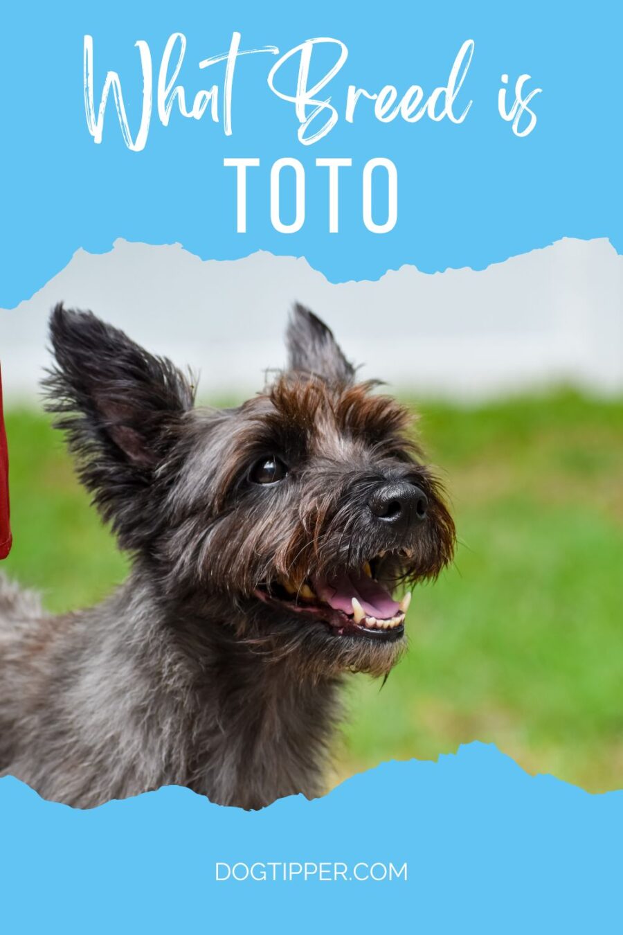 image of Cairn Terrier who looks much like Toto from The Wizard of Oz movie