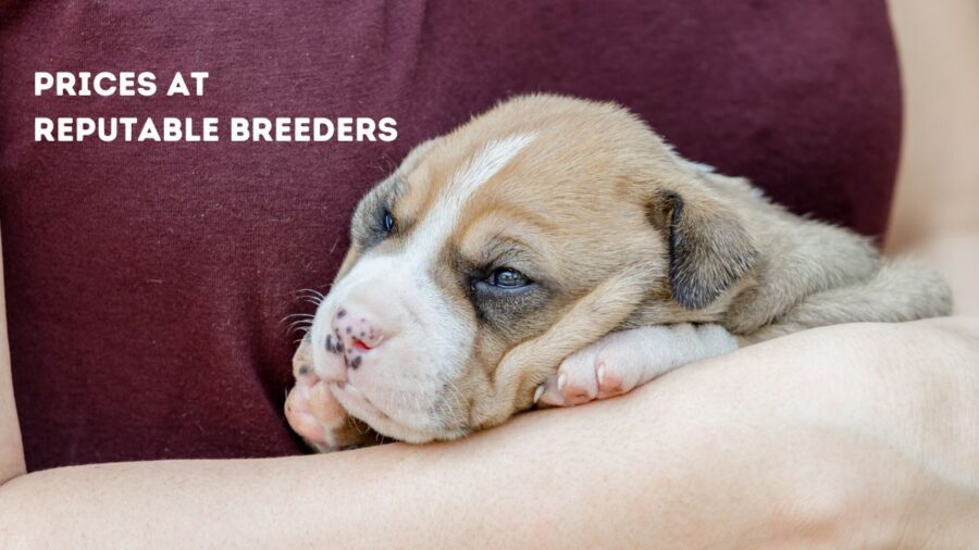 tan and cream pit bull puppy