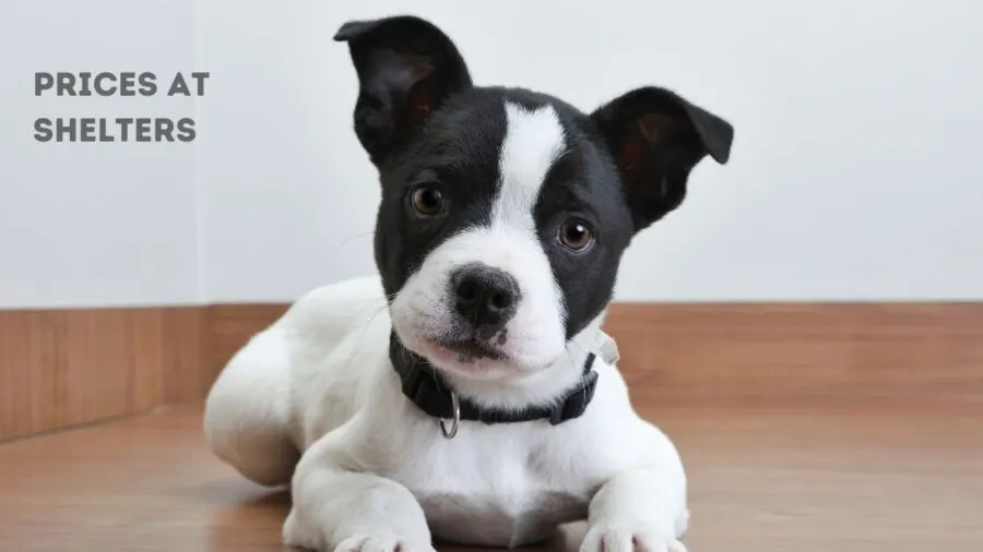 black and white pit bull puppy