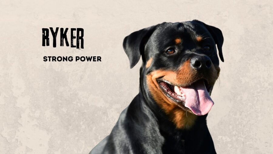 Ryker- name meaning strong power. Image of Rottweiler on tan background