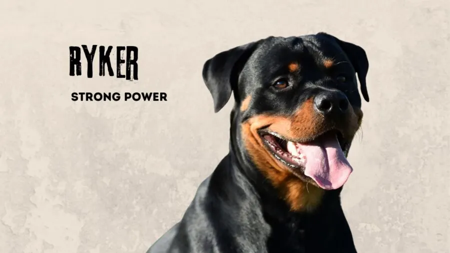 Ryker- name meaning strong power. Image of Rottweiler on tan background