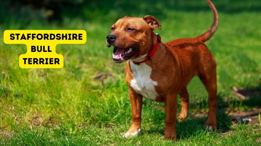 Staffordshire Bull Terrier