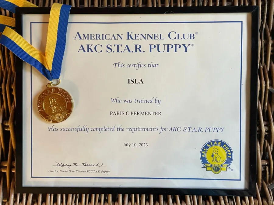 American Kennel Club AKC S.T.A.R. Puppy ® certificate and medal