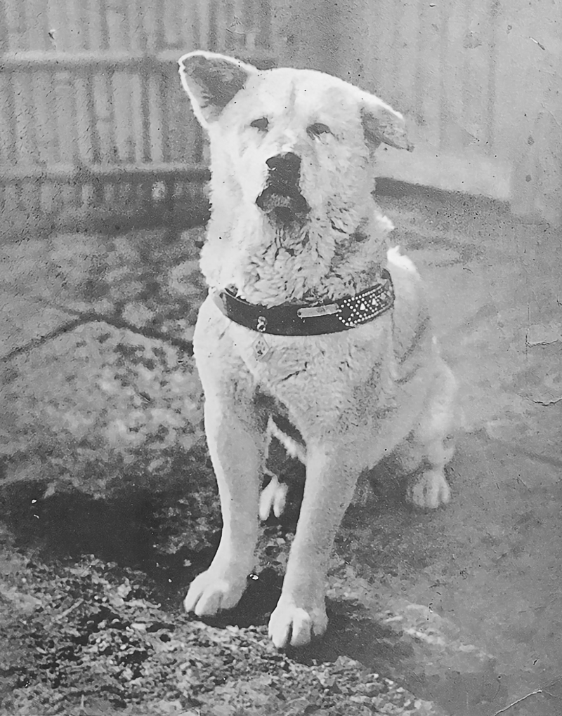 Photo of the faithful dog Hachiko, better known as Hachi