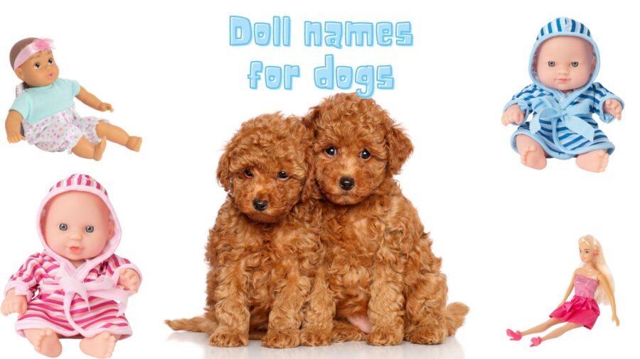 doll names for dogs composite image with two doodle puppies surrounded by images of dolls