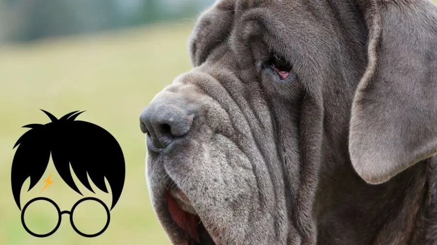 Neopolitan Mastiff and graphic image of Harry Potter character